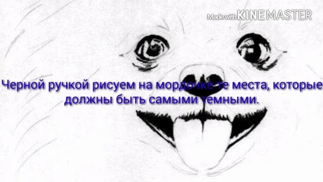 Рисуем собаку породы Померанский шпиц смотреть онлайн