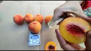 Персик Флеминг Фьюри 24007 урожай 2022