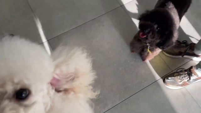 How the dog Leon and his friends went to a beauty salon смотреть онлайн