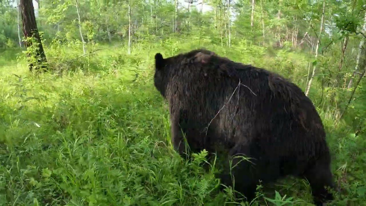 Медведи что то нашли. смотреть онлайн