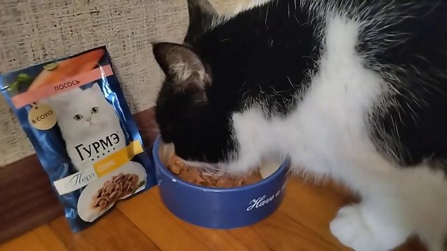 Корм Гурмэ Лосось   нравится ли он котикам