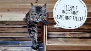 Артём сдался и повесил полочки! Это победа! Предсказание кошки Морошки сбылось!