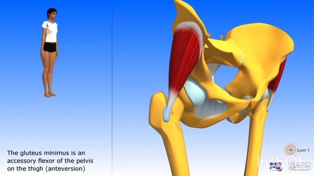 ЗАДНИЙ НАКЛОН / СРЕДНЯЯ И МАЛАЯ ЯГОДИЧНАЯ смотреть онлайн