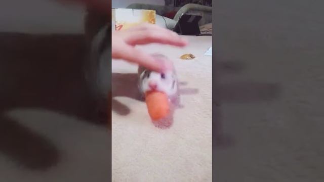Запасы на зиму смотреть онлайн
