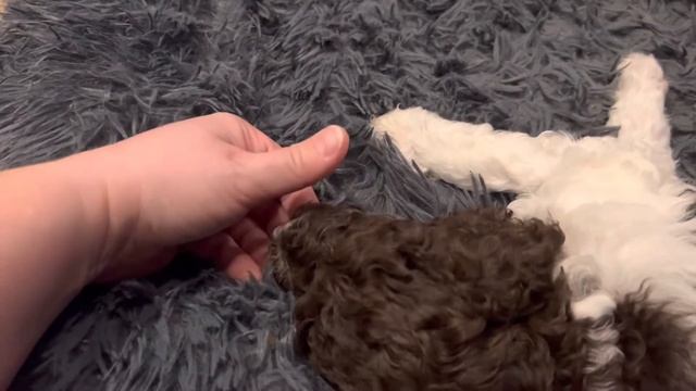 Poodle puppies playing смотреть онлайн