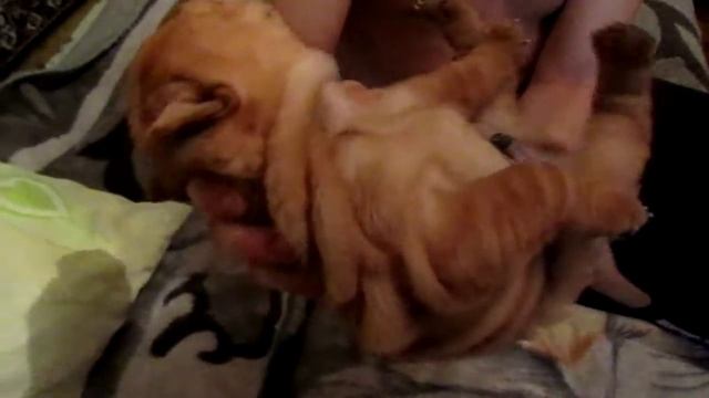 шарпей малыш =) смотреть онлайн