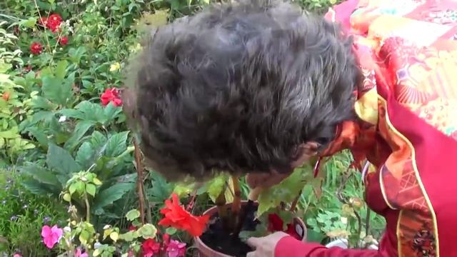 Инструменты для ухода за комнатными цветами смотреть онлайн