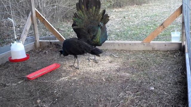10 month old java green peacock strutting смотреть онлайн