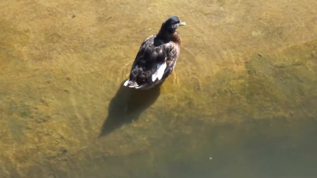 Ижевский Зоопарк, 16 Июля 2013 Года - 005 смотреть онлайн