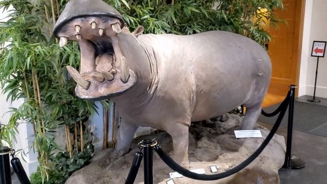 МУЗЕЙ ЖИВОТНЫХ В АМЕРИКЕ смотреть онлайн