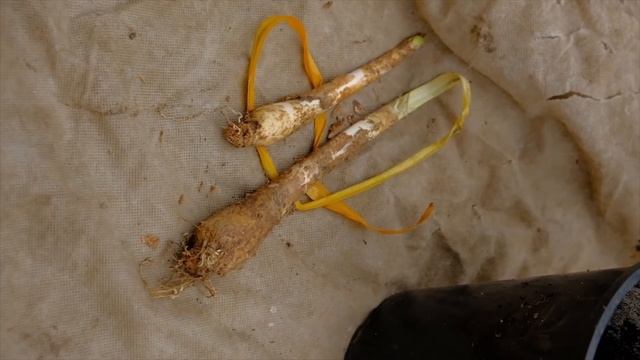 Илья Муромец и Нерина смотреть онлайн