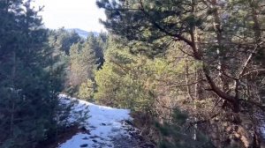 Поездка в Хрюгский лес Ахтынского района республики Дагестан.🌳 #дагестан #кавказ #ахты #лес #горы