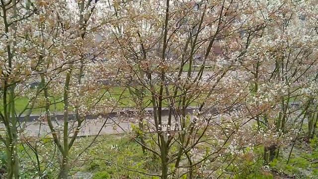 Krentenboompje in bloei période(Amélanchier lamarckii) смотреть онлайн