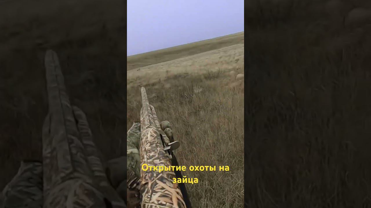 Охота на зайца #shortvideo #охота #охотаназайца #шортс #shorts #short #охотавидео смотреть онлайн