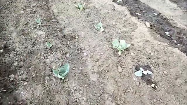 Купили перепёлок,уток,обзор сарая ,первое яйцо,борьба с сорняками,что на ужин смотреть онлайн