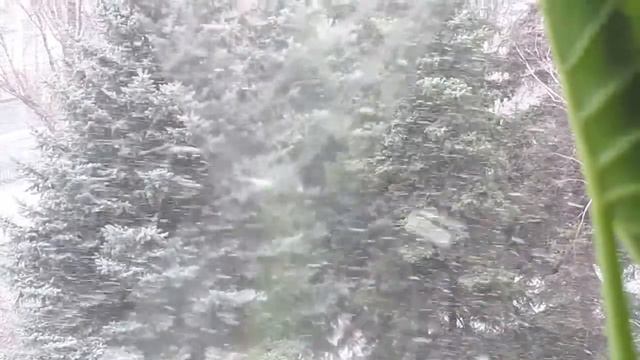 Первый снег