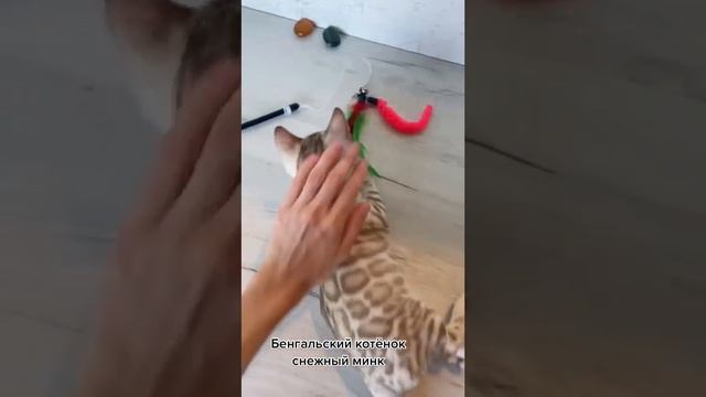 Бенгальский котёнок снежный минк смотреть онлайн