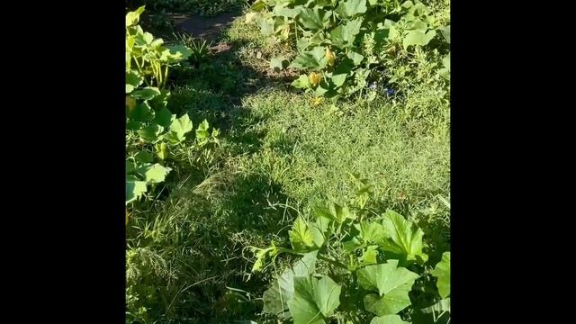 Что растет в Аргентинском огороде | Дача в Аргентине | Что сажать в Аргентине смотреть онлайн