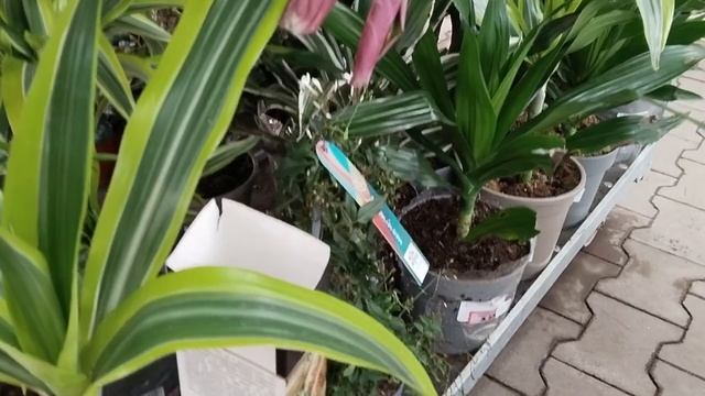 ?Оби⚘Что Там В Уценке?Появились Клубни Глоксиний и Бегоний?? смотреть онлайн