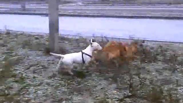 Умка и Буба.m4v смотреть онлайн