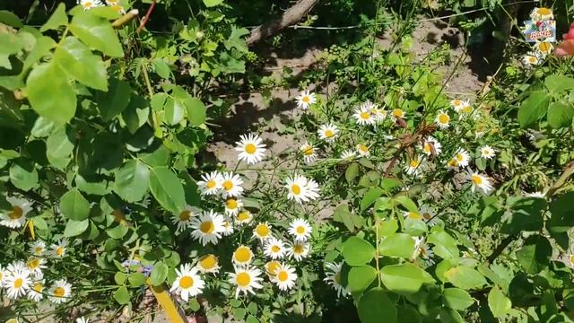 DIY Вазон из цемента и пластиковых бутылок своими руками Идеи Кашпо Поделки из цемента для дачи смотреть онлайн