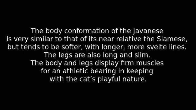 Javanese - cat breed смотреть онлайн