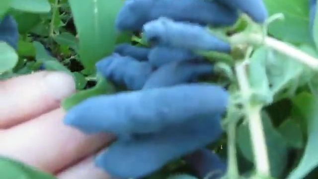 Жимолость Нимфа