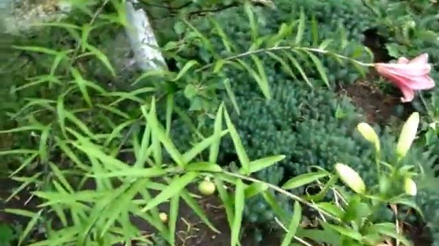 Цветут и пахнут лилии смотреть онлайн