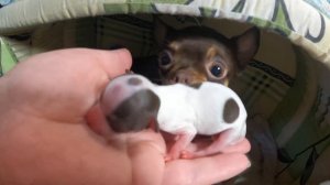 Роды у чихуа - НУЖНО ли колоть ОКСИТОЦИН? / НОВОРОЖДЕННЫЕ Щенки ЧИХУАХУА / питомник Мари Мистик СПб