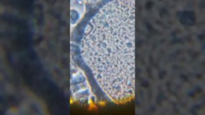 йогурт под микроскопом