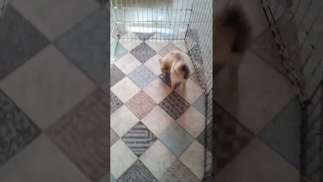 Купить шпица , в Тольятти 8927784408щ и 89967307203 Виктория в Тольятти смотреть онлайн