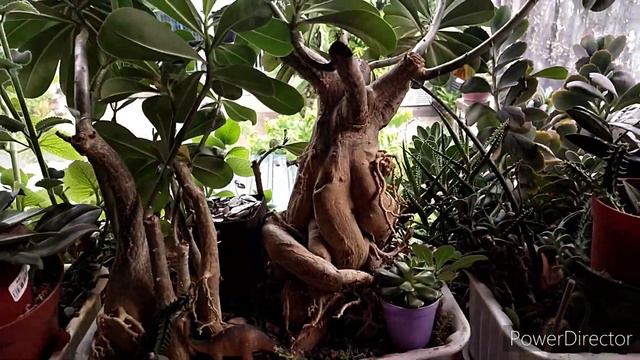 Best & Easy Balcony Garden For Beginners : Tropical Succulent Plants (Secret Tips & Hacks Revealed)