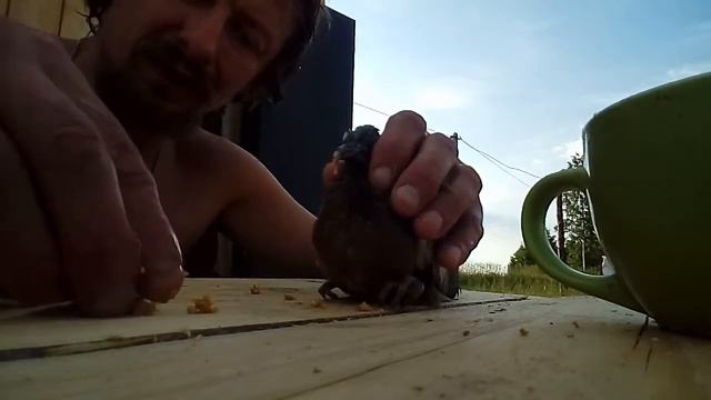 Кормление птенца Горлицы. смотреть онлайн