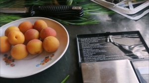 Абрикос в Сибири. Мои абрикосы из косточки.