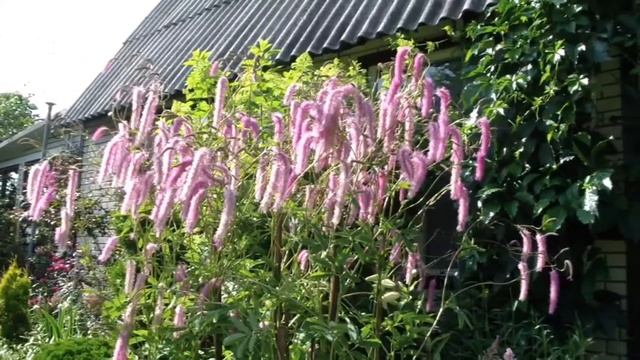 Полный обзор моих цветников из многолетних цветов! Нужен Ваш совет! смотреть онлайн