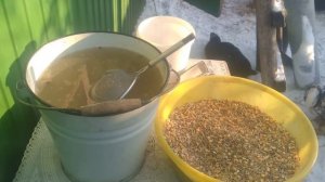 Чем кормить кур несушек зимой? Дроблёное или цельное зерно.