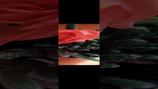 зацвёл ''кактус''