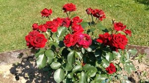 Роза Никколо Поганини -  таких можно еще парочку, Роза Аскот - цвет шикарный, Роза Дам Де Кр