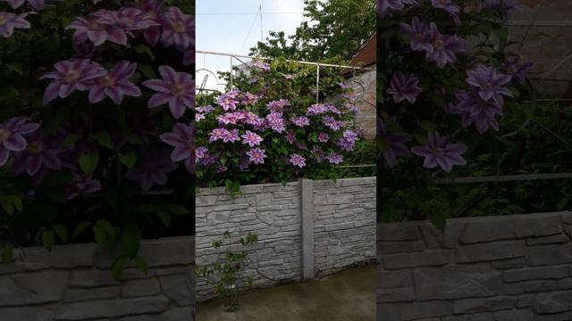 Клематис цветение смотреть онлайн