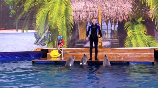 Дельфины танцуют танго смотреть онлайн