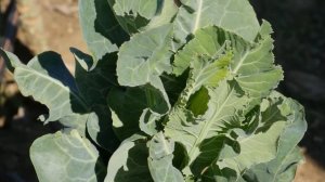 Капуста краснокочанная. В чём секрет этой колоритной красавицы?