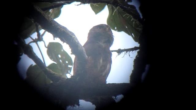 Choco-endemic Cloud-forest Pygmy-Owl - Glaucidium nubicola 3 - Galapagos Road, W Andes смотреть онлайн