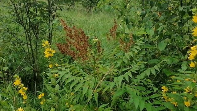 Садовый Вербейник (Lysimachia) нашла в лесу 2023 смотреть онлайн