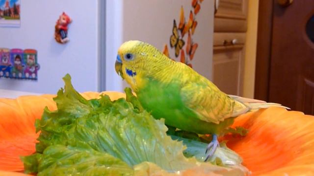 Какой корм выбирает попугай//Любимый корм попугая Тоши//Уход за попугаем смотреть онлайн
