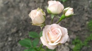 Роза спрей Яна (Rose Jana)