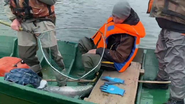 011 Камчатка, река Большая, третий день, трофей пойман! смотреть онлайн