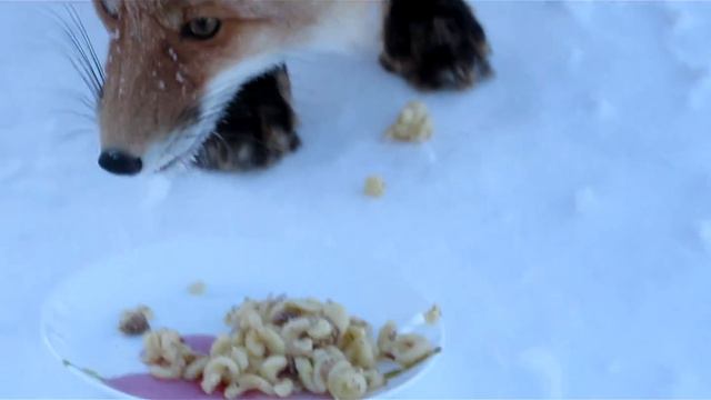 Лесная гостья