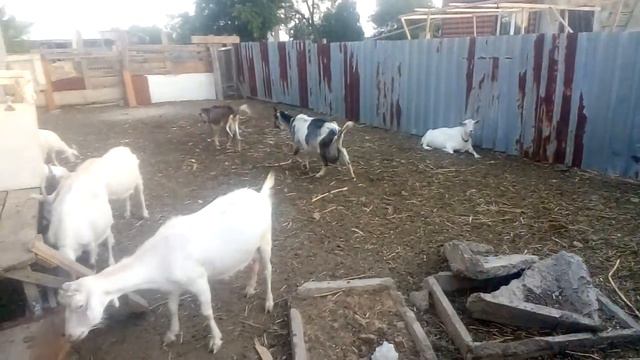 + 35 вечерний обход хозяйства. смотреть онлайн