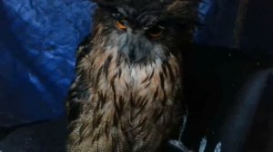 Мокренькая Ёлка