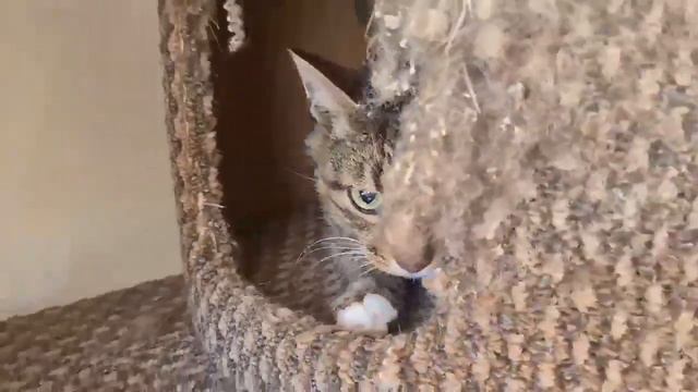Утро кошатника начинается совсем не с кофе, а с 💩 смотреть онлайн